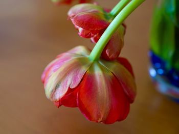 Close-up of red rose bud