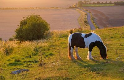 Horse grazing in a field