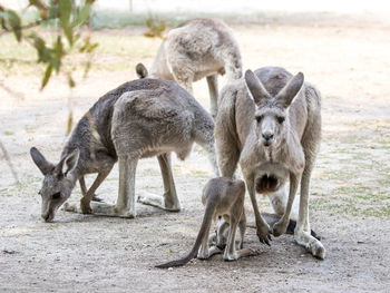 Kangaroos on field