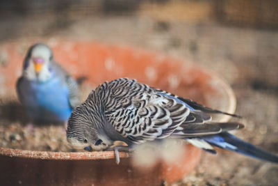 Close-up of birds perching on wall