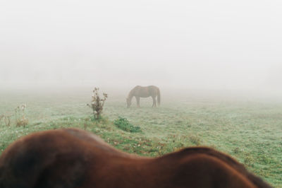 Horse silhouette in fog