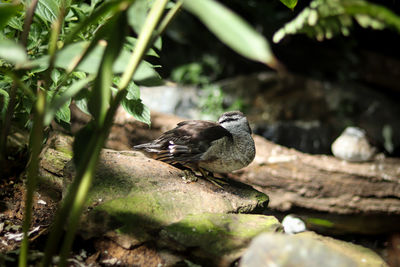  cotton pygmy goose stands on a stone and cleans its feathers with its beak. nettapus coromandelianus