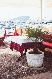 Close-up of potted plants on table at restaurant