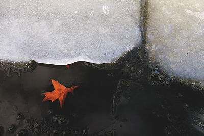 High angle view of leaf and ice on pond