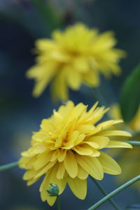 Close-up of yellow flowering plant