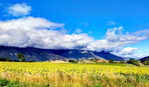 Scenic view of field against sky