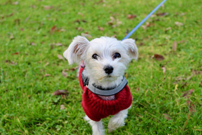 Portrait of puppy on field