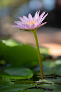 Close-up of water lily in pond