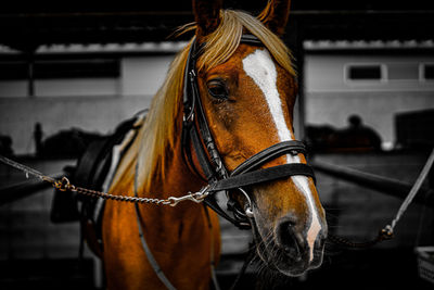 Close-up of horse