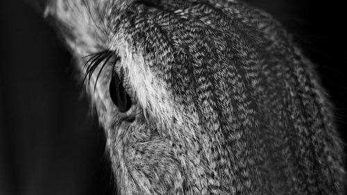 Close-up of animal eye