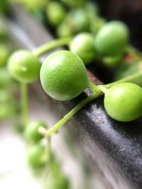 Close-up of fruits on tree