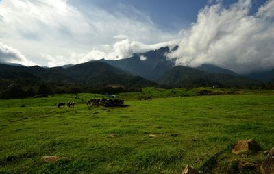 Scenic view of grassy field against cloudy sky