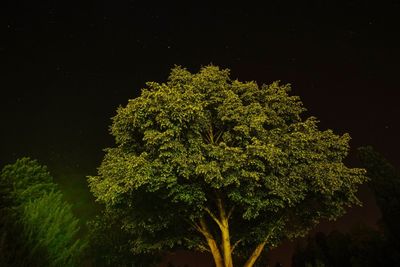 Low angle view of tree against sky at night