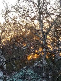 Low angle view of bare trees in forest during winter