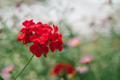 Close-up of red rose