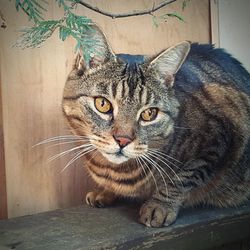 Close-up portrait of tabby cat