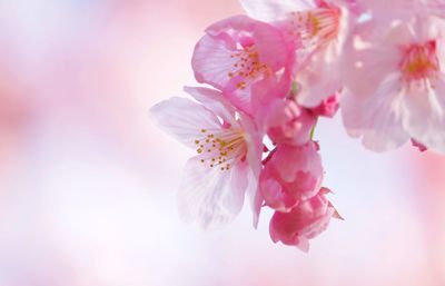 Close-up of pink flowers on tree