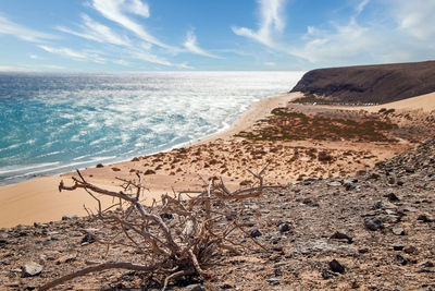 View over blurred wide bathing bay in background on canary islands with dead wood in foreground