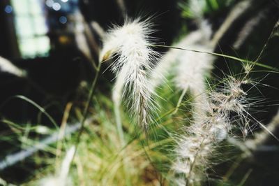 Close-up of dandelion against blurred background