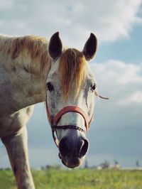 Portrait of horse standing on field against cloudy sky