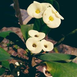 Close-up of flowers blooming outdoors