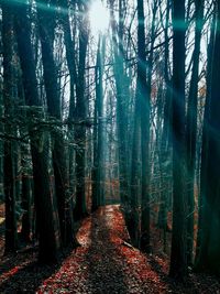 Trees in forest during autumn