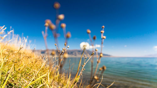 Close-up of plants growing on field against blue sky