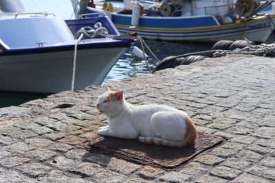 Cat sitting on a boat