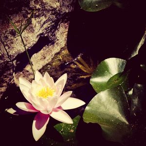 Close-up of lotus water lily in pond