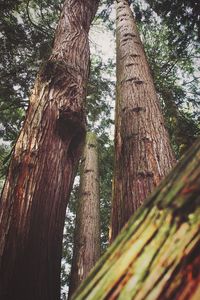 Low angle view of trees
