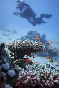 Close-up of fish swimming in sea