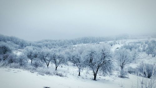 Trees on snow covered landscape against sky