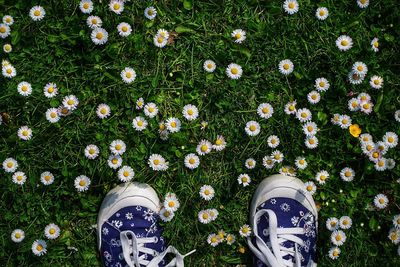 Low section of person wearing shoes on grass