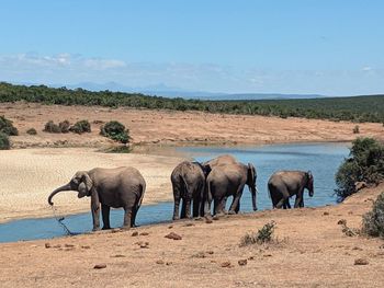 View of elephants on landscape against sky