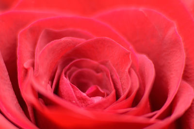 Close-up of red rose blooming outdoors