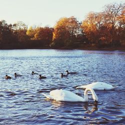 Swans swimming in lake against trees