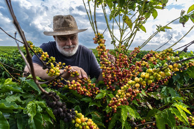 Farmer analyzes the fruits that sprout from coffee trees on a farm in brazil