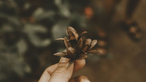 Close-up of hand holding dried plant