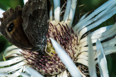 Close-up of succulent plant