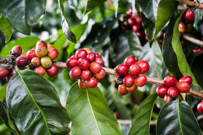 Close-up of cherries growing on tree