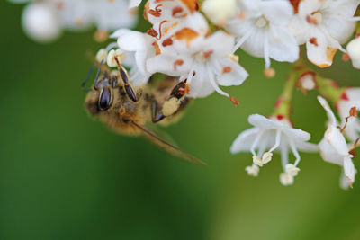 First honey bee in 2021 at laurel snowball