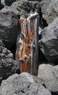 Close-up of logs on rock