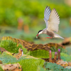 Close-up of bird flying against blurred background