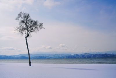 Bare tree on snow covered landscape against sky