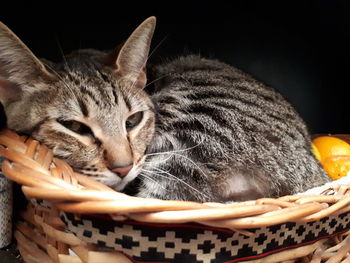 Close-up of kitten in basket