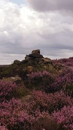 Purple flowers on landscape against sky