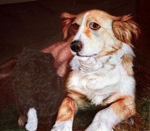 Close-up of a dog resting