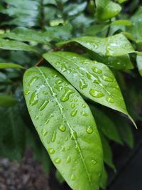 Close-up of wet plant leaves during rainy season