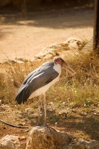 Side view of a bird on land