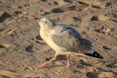 Portrait of a seagull on the beach in the north sea